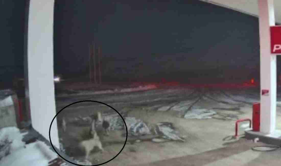 Akaryakıt İstasyonunda Gece Yarısı Korkutan Anlar Sivas’ın Kangal ilçesinde bir