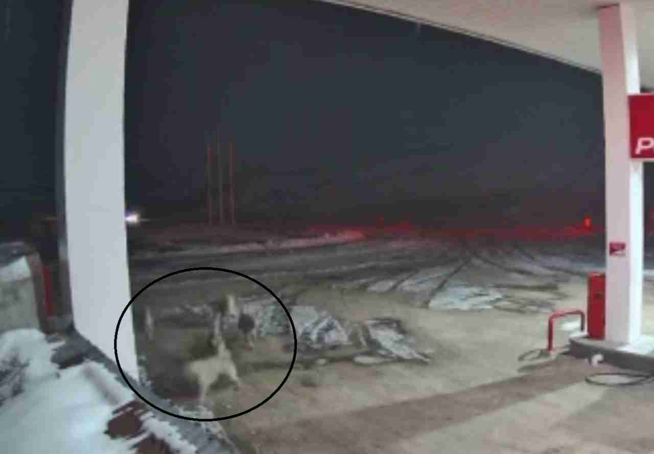 Akaryakıt İstasyonunda Gece Yarısı Korkutan Anlar Sivas’ın Kangal ilçesinde bir