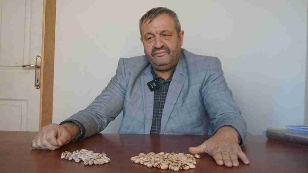 Siirt Fıstık Üreticilerinden Uyarı: Kaçak İran Fıstığına Dikkat! İran’dan Kaçak