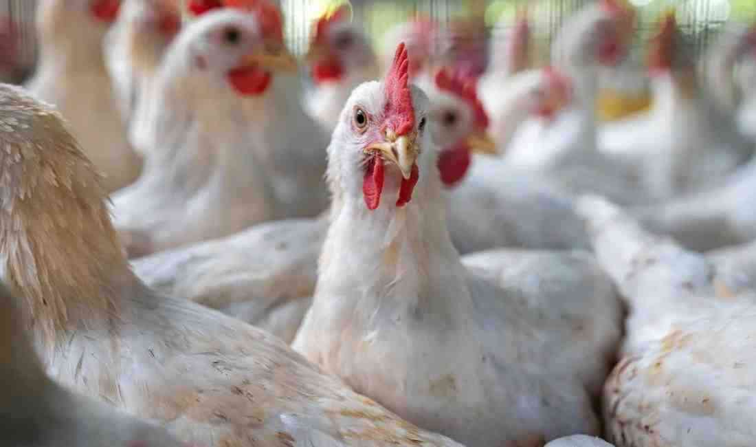 ABD, 2017’den bu yana ilk kez bir kümes hayvanı çiftliğinde