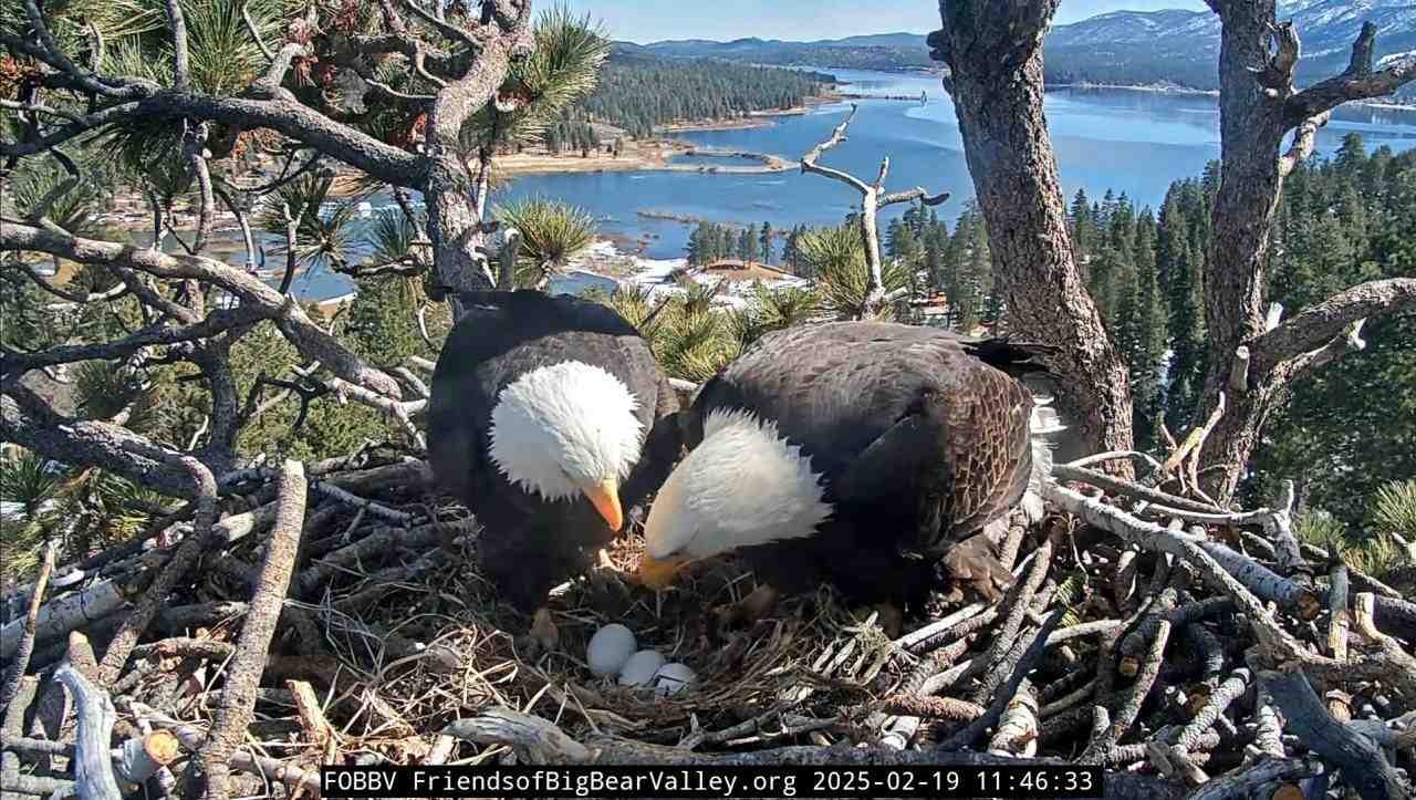 Big Bear Vadisi’nde Heyecanlı Bekleyiş Son Buldu ABD’nin California eyaletinde,