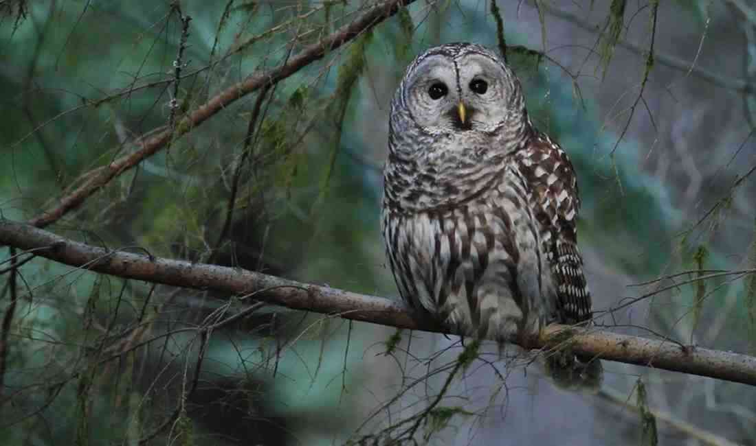 ABD’de 19 Kongre üyesi, nesli tükenmekte olan benekli baykuşları koruma