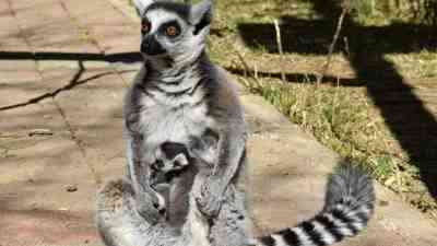 Antalya Doğal Yaşam Parkı’nda üç yavru lemur doğdu. Yeni doğumlarla