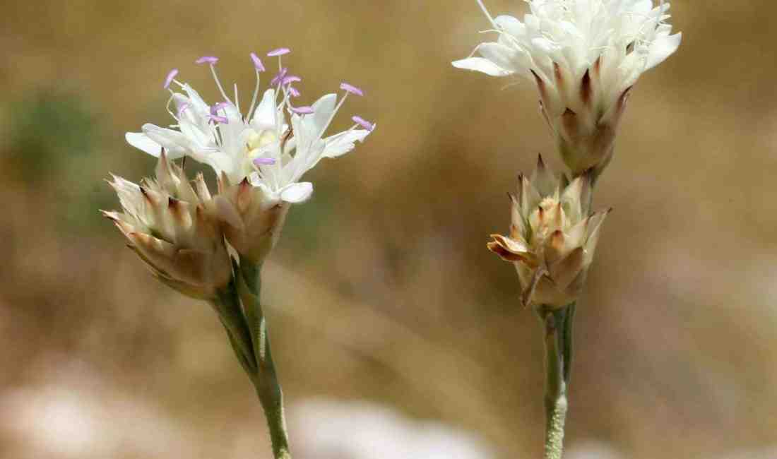 Antalya’nın Akseki ilçesinde, Hanımeligiller (Caprifoliaceae) familyasından, Pelemir (Cephalaria) cinsine ait
