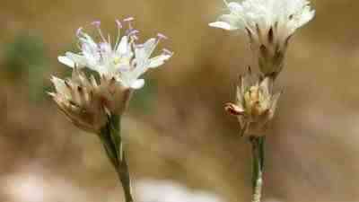 Antalya’nın Akseki ilçesinde, Hanımeligiller (Caprifoliaceae) familyasından, Pelemir (Cephalaria) cinsine ait