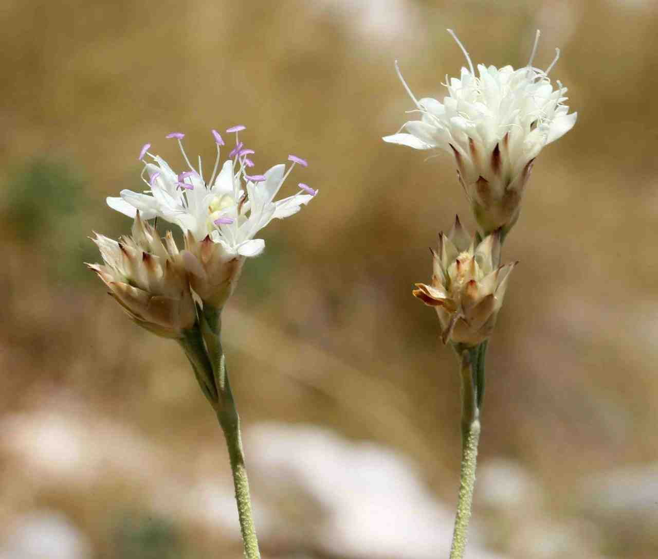 Antalya’nın Akseki ilçesinde, Hanımeligiller (Caprifoliaceae) familyasından, Pelemir (Cephalaria) cinsine ait