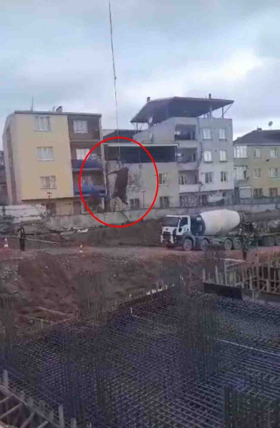 Bursa’nın Yıldırım ilçesinde, kesileceği inşaat alanına götürülen bir boğa, arka