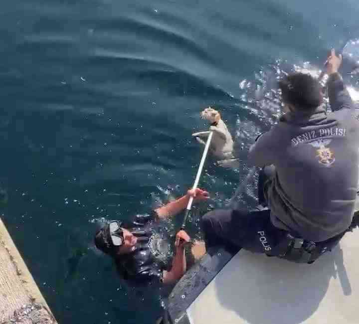Gölcük ilçesinde denize düşen kedi, itfaiye ve deniz polisinin ortak