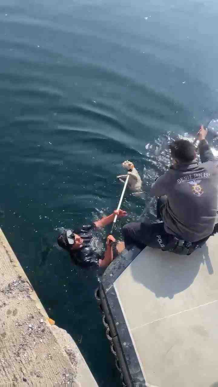 Gölcük ilçesinde denize düşen kedi, itfaiye ve deniz polisinin ortak
