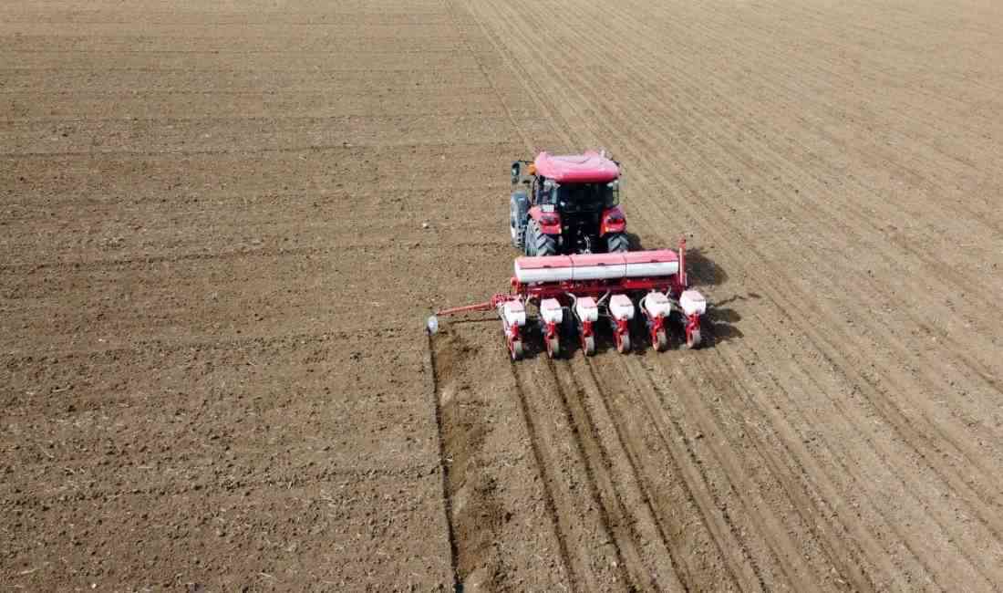 Geçen yıl yaşanan kuraklık nedeniyle verim kaybı yaşayan Edirneli ayçiçeği