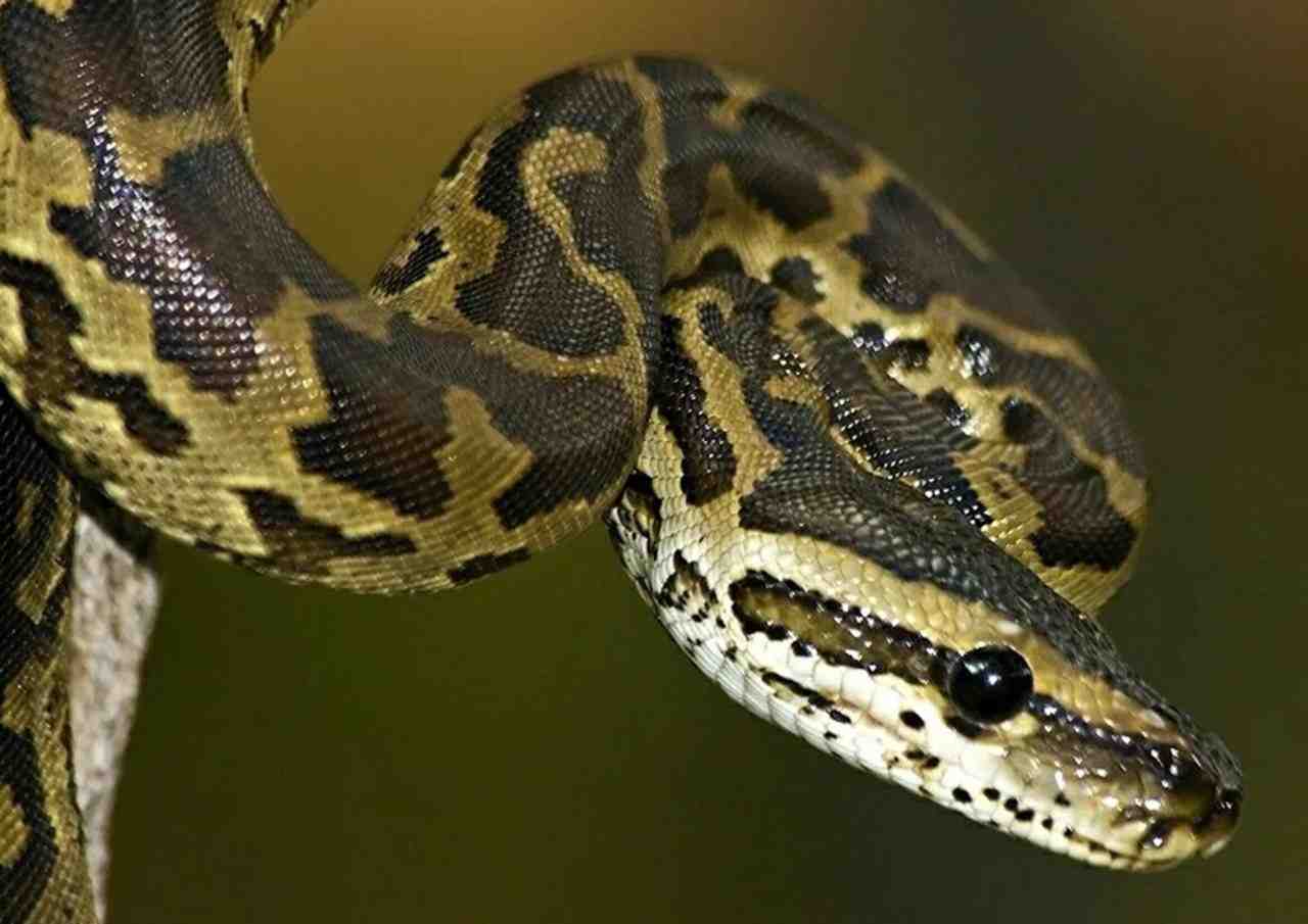 Yasak Olmasına Rağmen İnternette Satılıyor

Ana vatanı Batı Afrika olan ve