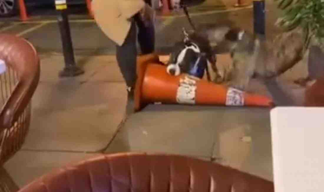 Beşiktaş Bebek’te, ağızlıksız gezdirilen pitbull cinsi köpek, kaldırımdaki dubaya saldırarak
