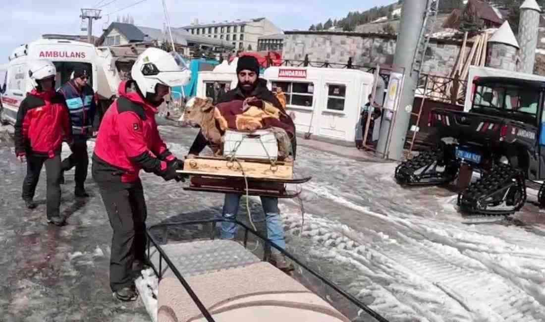 Erzurum Palandöken Kayak Merkezi’nde hayvancılıkla uğraşan bir kişi, tedavi ettirdiği