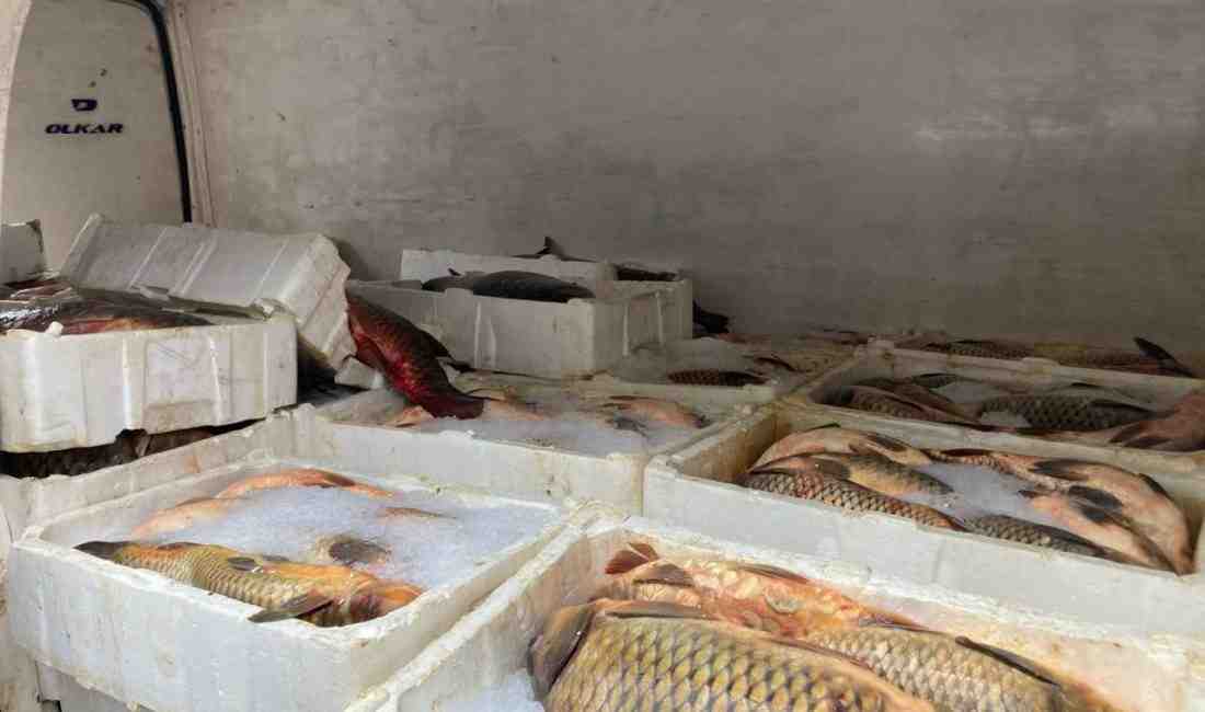 Samsun’da Kaçak Balık Avına Rekor Ceza! 1,5 Ton Balık Ele Geçirildi Kaçak Avcılara 75 Bin TL Para Cezası Samsun’un Çarşamba ilçesinde,