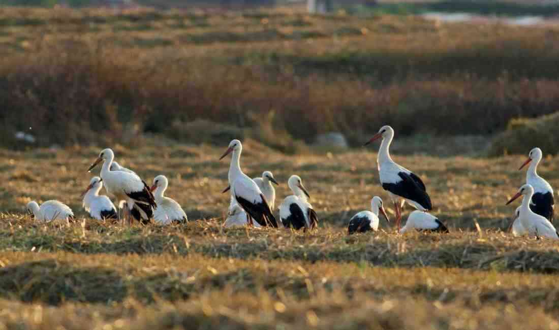 600 Binden Fazla Leylek İstanbul’dan Avrupa’ya Geçiyor Afrika’dan Avrupa ve