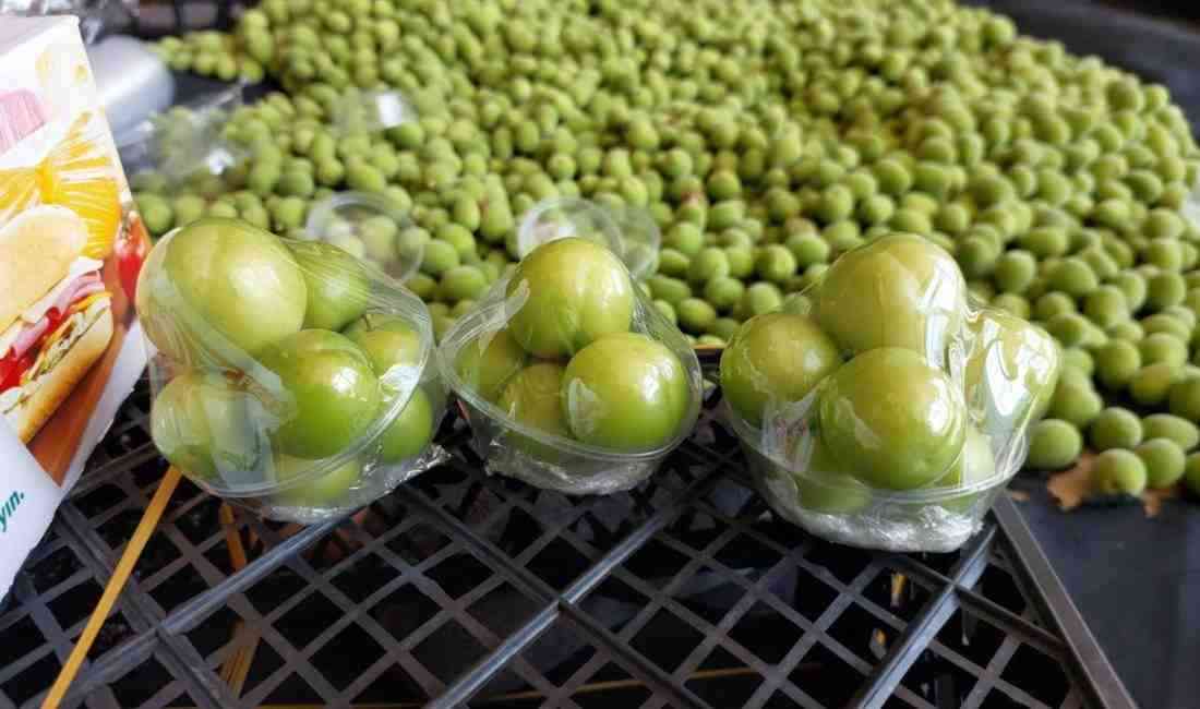 Mersin’in Silifke ilçesinde örtü altı seralarda yetiştirilen erkenci eriklerin hasadı