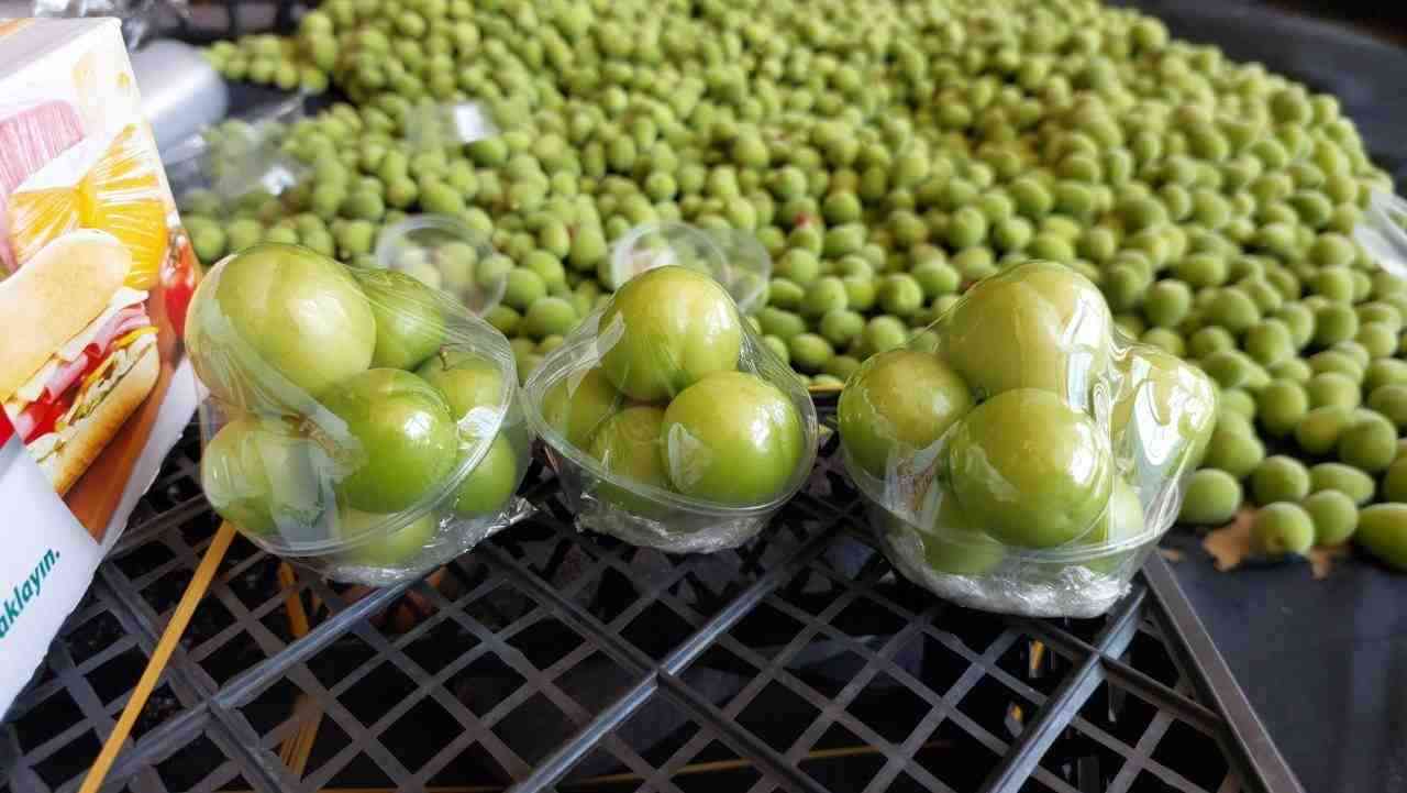 Mersin’in Silifke ilçesinde örtü altı seralarda yetiştirilen erkenci eriklerin hasadı