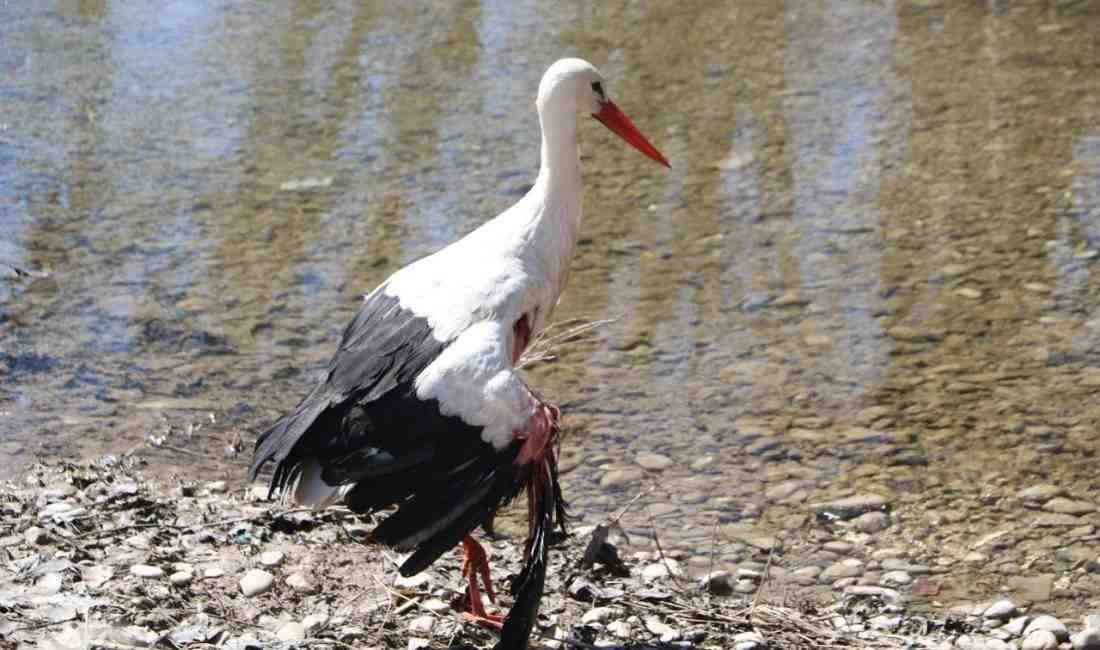 Doğa Koruma Ekipleri Harekete Geçti Hakkari’nin Yüksekova ilçesine bağlı Köprücük