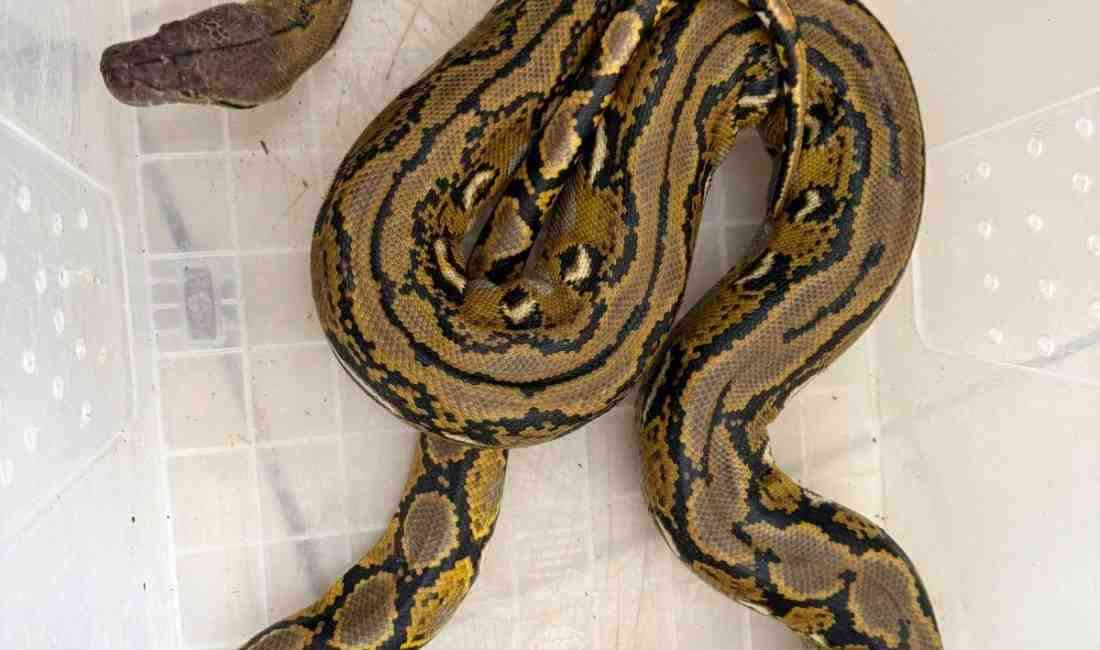 Polis Kontrolünde Şaşırtan Keşif Kütahya’da polis kontrol noktasında durdurulan bir