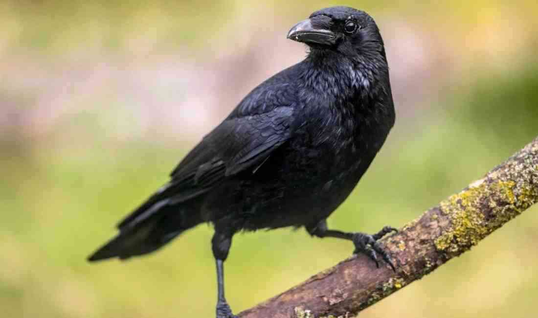 Almanya’da yapılan yeni bir bilimsel araştırma, kargaların insanlar gibi gelişmiş