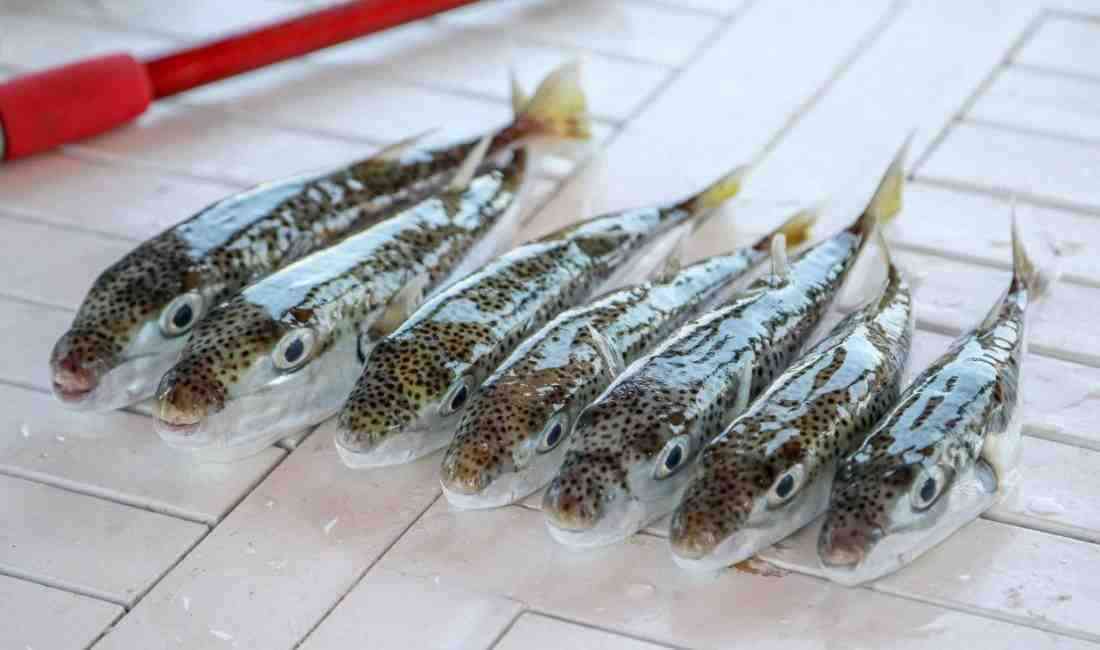 İstilacı balon balığına karşı teşvikli avcılık sonuç veriyorEkosisteme zarar veren