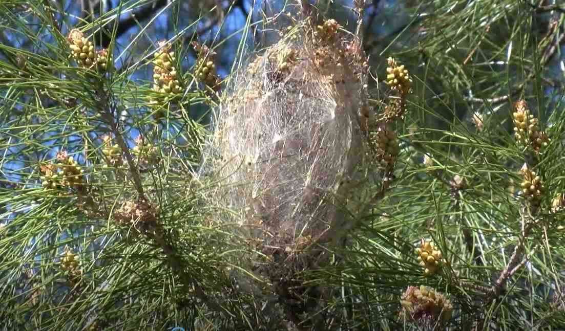 Antalya’da baharın gelmesiyle birlikte çam kese böcekleri, kızılçam ağaçlarında yoğun