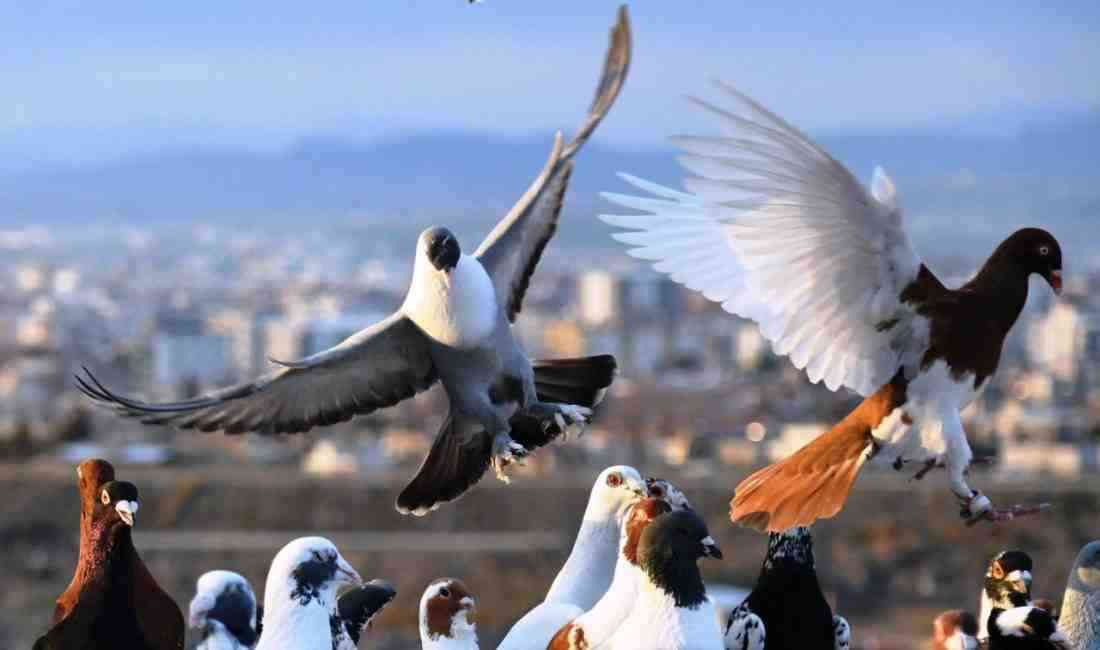 Osmaniye’de mobilyacılık yapan Hakan Tuncer, dedesinden miras kalan güvercin sevdasını