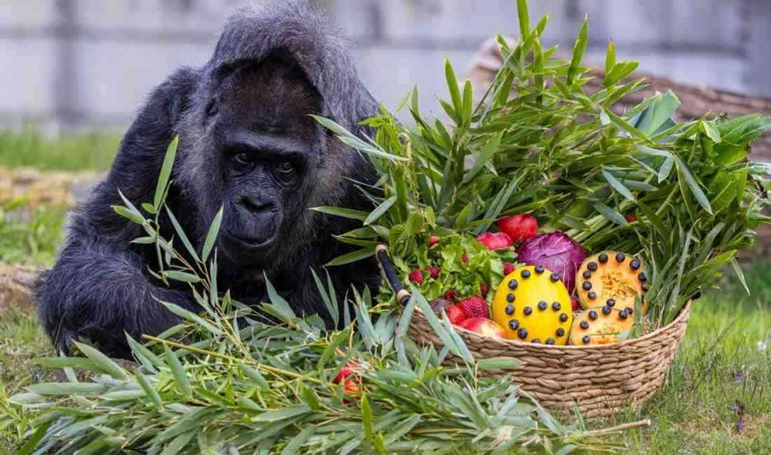 Berlin Hayvanat Bahçesi’nde Duygusal KutlamaDünyanın en yaşlı dişi gorili olan