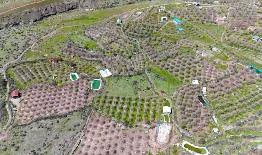 Tunceli’nin Çemişgezek ilçesine bağlı Ulukale ve Bozağaç köylerinde yetiştirilen, coğrafi