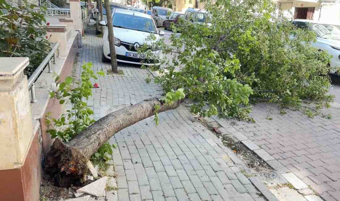 Avcılar’da Şiddetli Rüzgar Ağacı Devirdi İstanbul Avcılar’da etkili olan şiddetli rüzgar nedeniyle bir kiraz ağacı