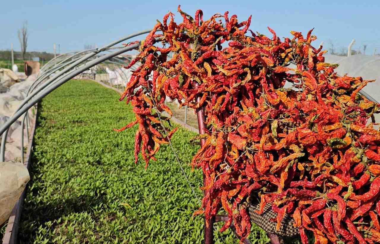 Üretici Tunahan Ule, Fideyi Kendisi Yetiştirerek Maliyeti Düşürdü Edirne’nin gastronomi