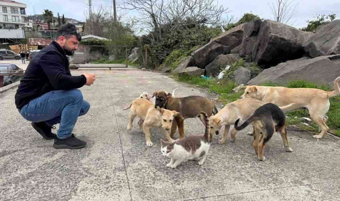Ordu’nun Perşembe ilçesine bağlı Kozağzı Mahallesi’nde hayvanseverlerin desteğiyle oluşturulan ortamda,