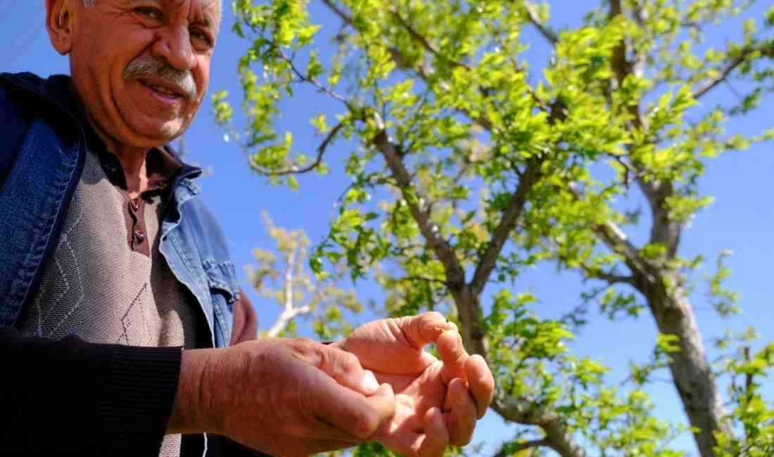 Konya Ovası ve çevresinde etkili olan şiddetli zirai don, 2025