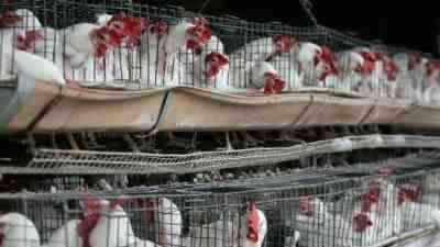Meksika’da insanlarda bugüne kadar görülmeyen H5N1 türü kuş gribi ilk
