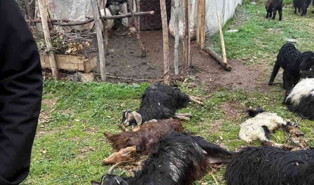 Şırnak’ın Uludere ilçesinde büyük üzüntüye neden olan bir olay yaşandı.