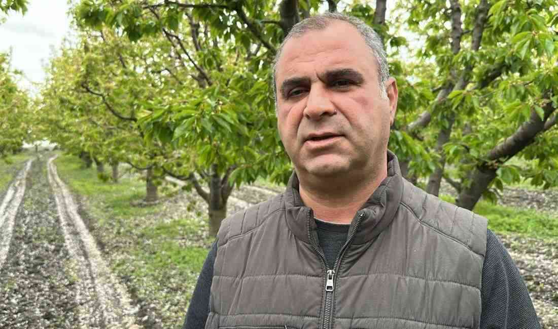 Tokat ve çevre illerde etkili olan zirai don, elma, kiraz,