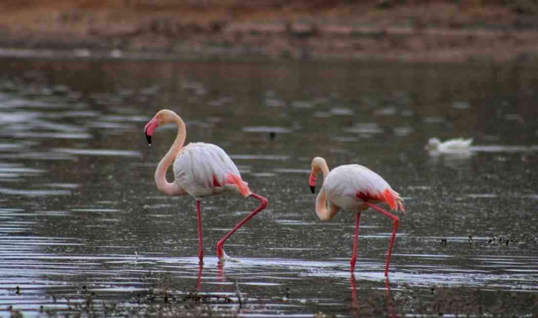 ‘Flamingo Cenneti’ Tuz Gölü bu yıl rekor sayıda flamingoya ev