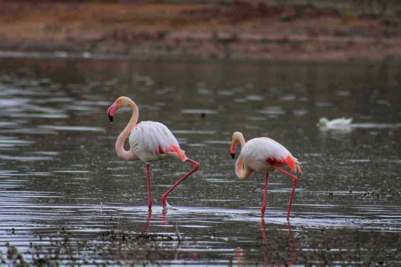 ‘Flamingo Cenneti’ Tuz Gölü bu yıl rekor sayıda flamingoya ev