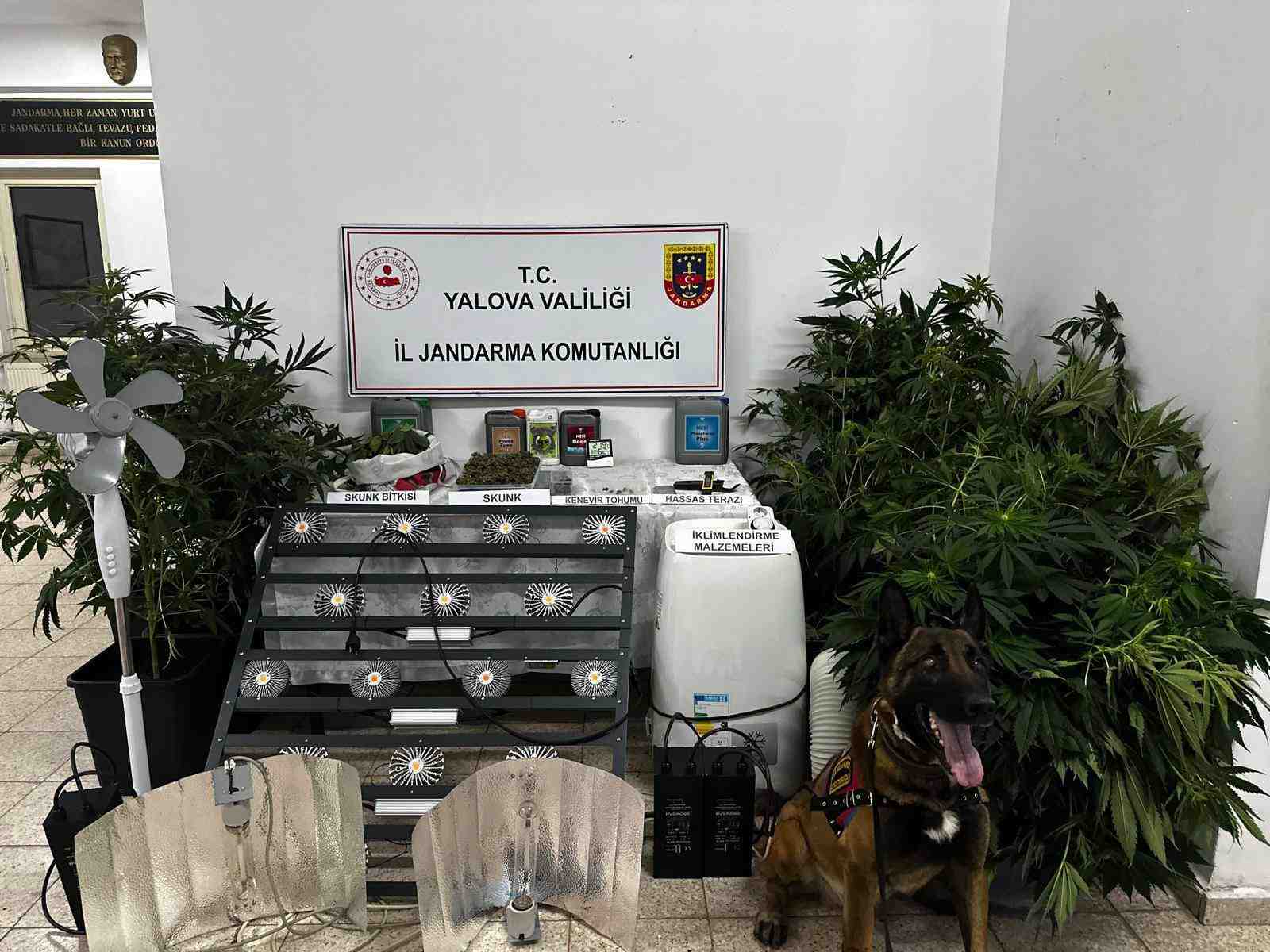 Çınarcık’ta iklimlendirme sistemiyle uyuşturucu üretimi! Yalova İl Jandarma Komutanlığı, uyuşturucuyla