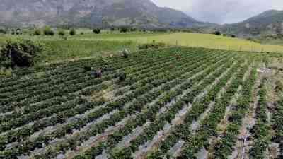 Sason’un Kırmızı Altını: Aromasıyla Öne Çıkan Çilek Batman’ın Sason ilçesinde