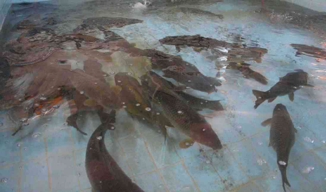 Balıklandırma Projesiyle Ekosisteme Destek Tarım ve Orman Bakanlığı’na bağlı Balıkçılık