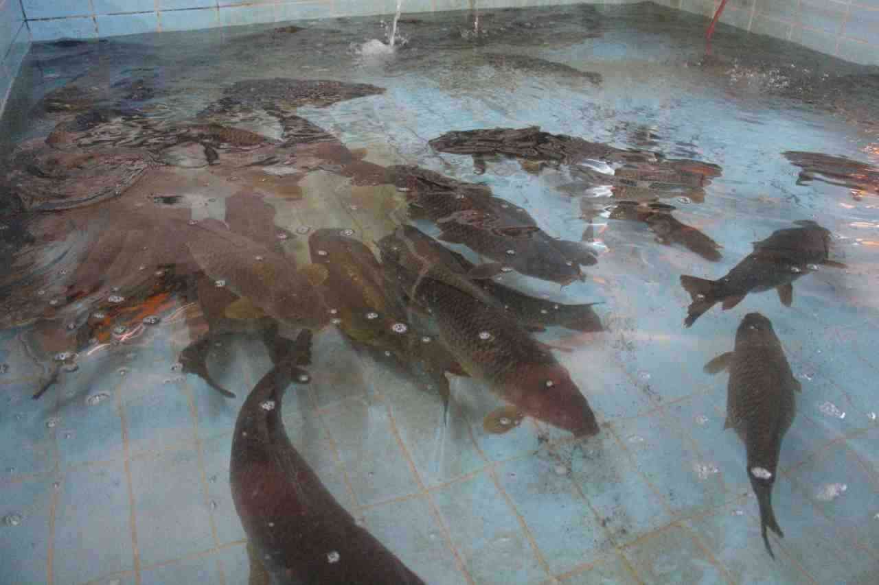 Balıklandırma Projesiyle Ekosisteme Destek Tarım ve Orman Bakanlığı’na bağlı Balıkçılık