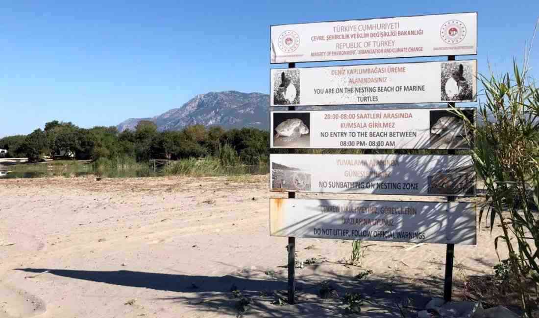 Nesli Tehlike Altındaki Kaplumbağalar İçin Koruma Önlemleri Arttı Nesli tehlike