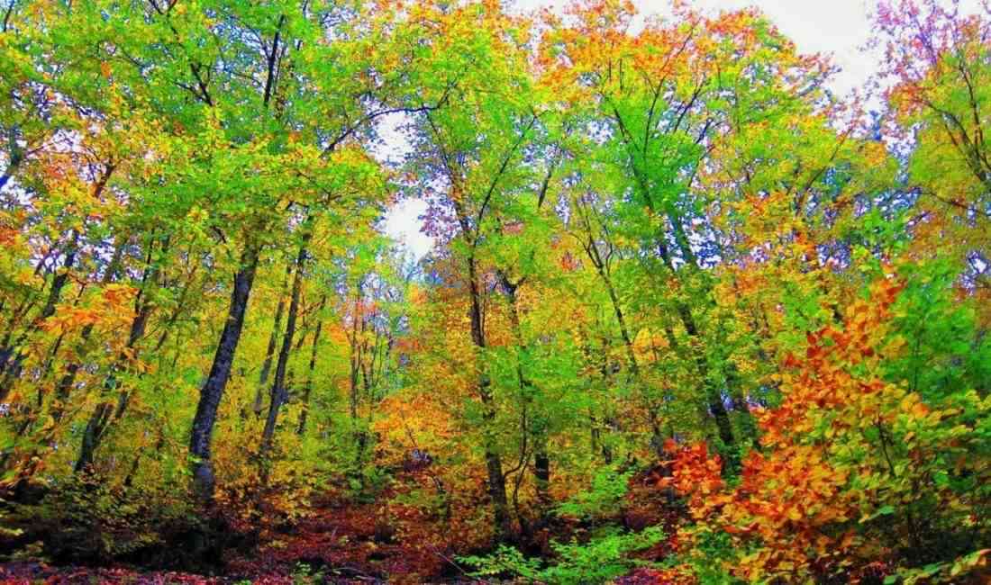 Çanakkale Valiliği, yaklaşan yaz aylarında artan orman yangını riskine karşı