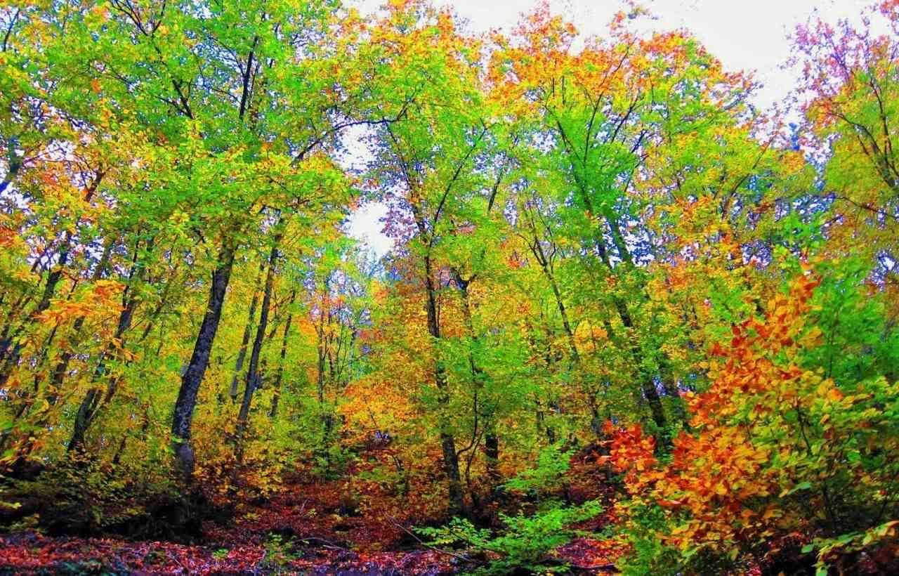 Çanakkale Valiliği, yaklaşan yaz aylarında artan orman yangını riskine karşı