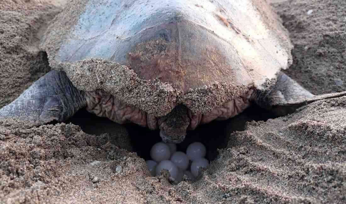 Antalya’da 2025 Yuvalama Sezonu BaşladıNesli tehlike altında olan caretta caretta