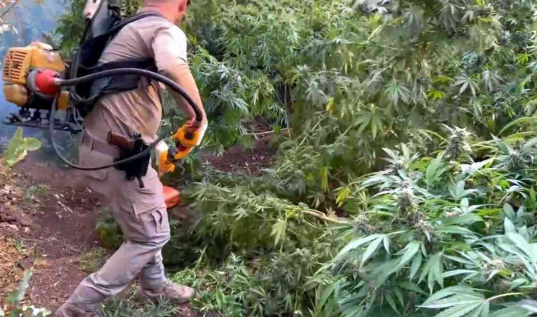 70 Ton Toz Esrar Elde Edilebilecek Kenevir Yakalandı İçişleri Bakanı