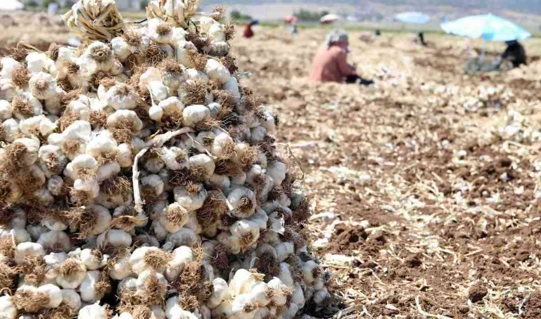 Türkiye’nin sarımsak üretiminde öne çıkan merkezlerinden Gaziantep’in Araban ilçesinde sarımsak
