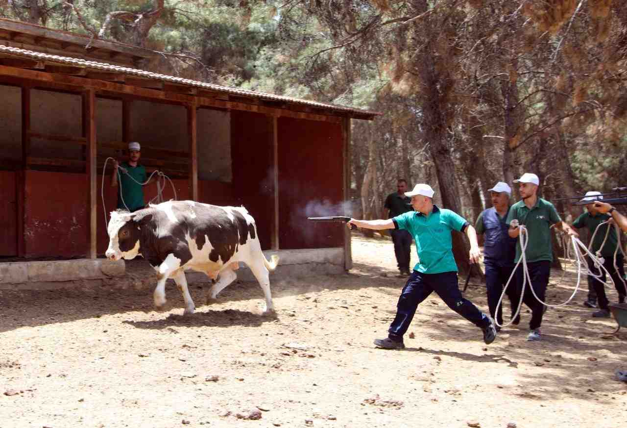 Gaziantep’te Kurban Bayramı öncesi, kesim alanlarından kaçan büyükbaş hayvanların yakalanması