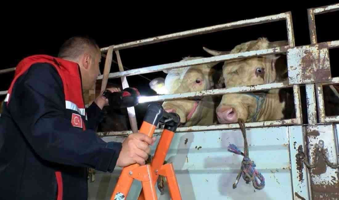 Kurban Bayramı’nın yaklaşmasıyla Türkiye’nin dört bir yanından yola çıkan kurbanlık